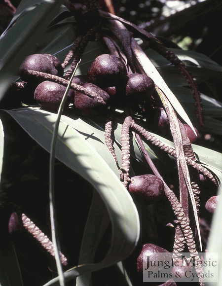 Hyphanae coriaceae seeds